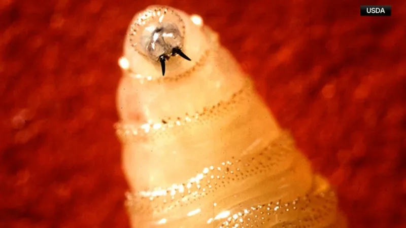 Local disaster declared as New World Screwworm threat emerges in Tom Green County