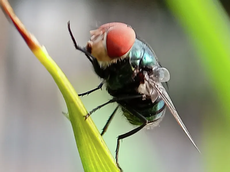 New World screwworm cases rise in Texas and spread into New Mexico