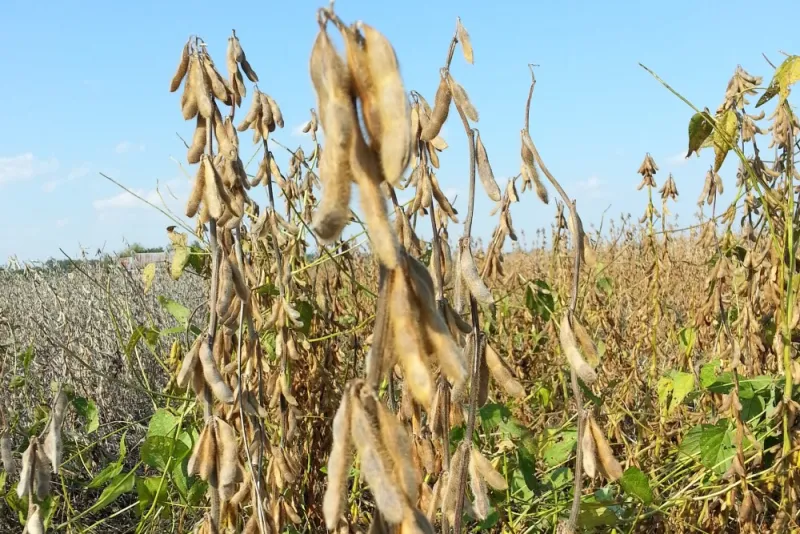 Organic Corn Soybean Returns Outpace Conventional Crop Systems