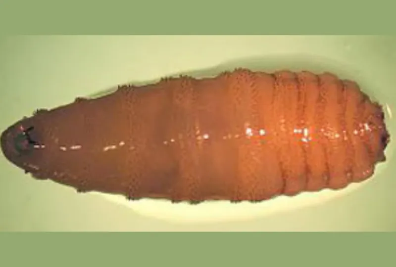 How The New World Screwworm Threatens Local Animals In West Texas