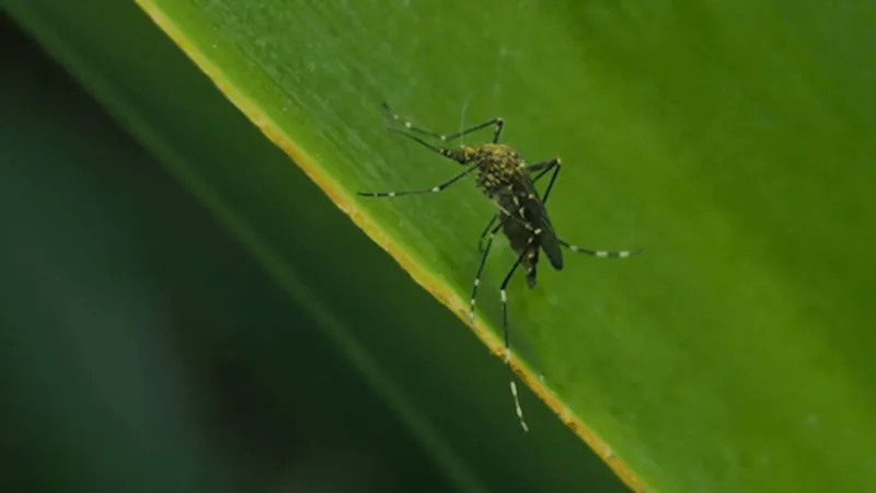 Recent Abilene rains boost mosquito numbers, city ramps up monitoring