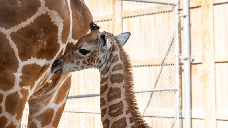 Weekend Roundup: Father's Day weekend, giraffe day, and more