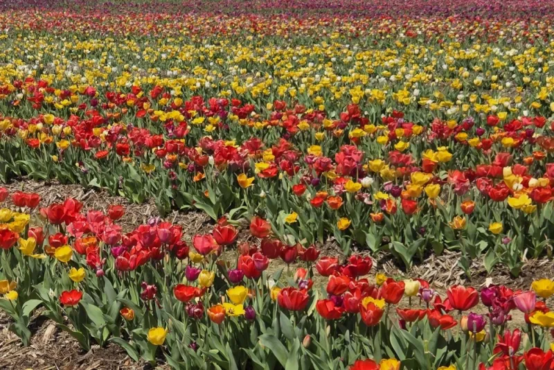 Floriculture Sales Climb As Greenhouse Production Area Expands