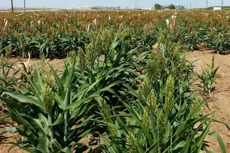 AGRIBUSINESS REPORT PODCAST -- Florentino Lopez