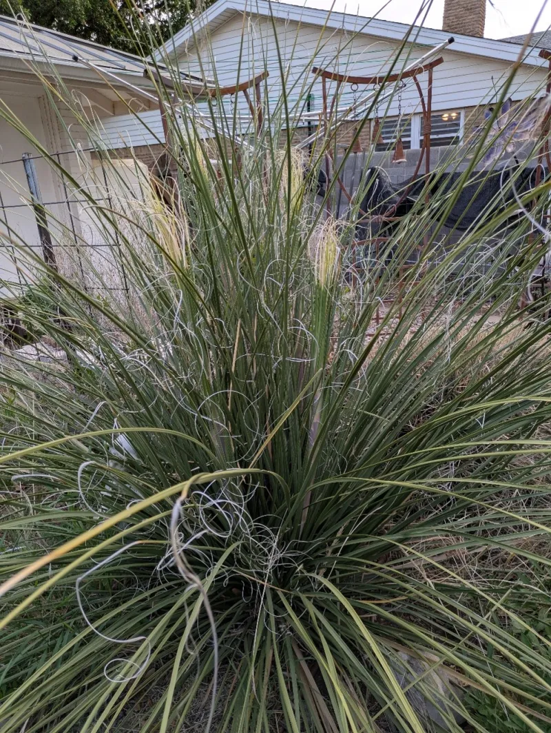 Native gardens can bring connection even in urban landscapes