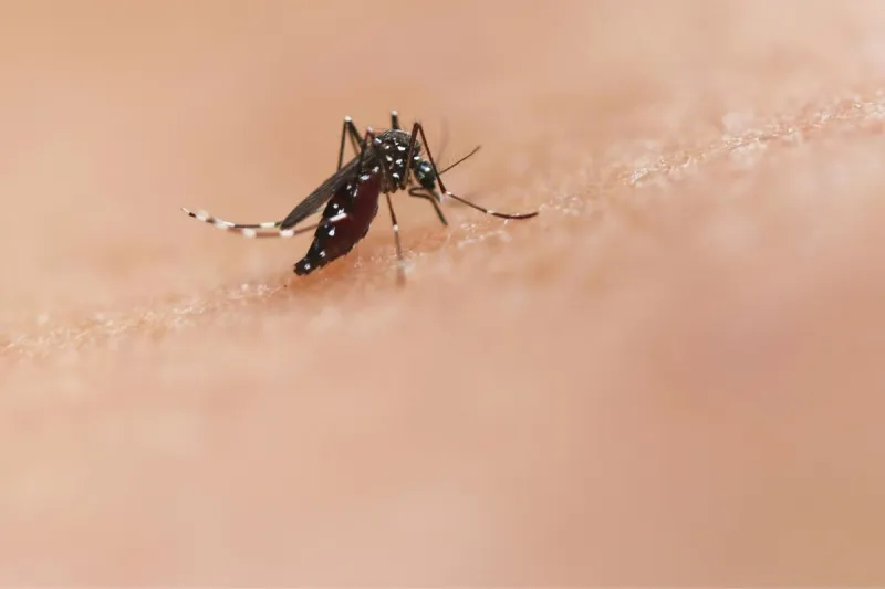 The Fearless Fix That Helps Fight The Bite In West Texas