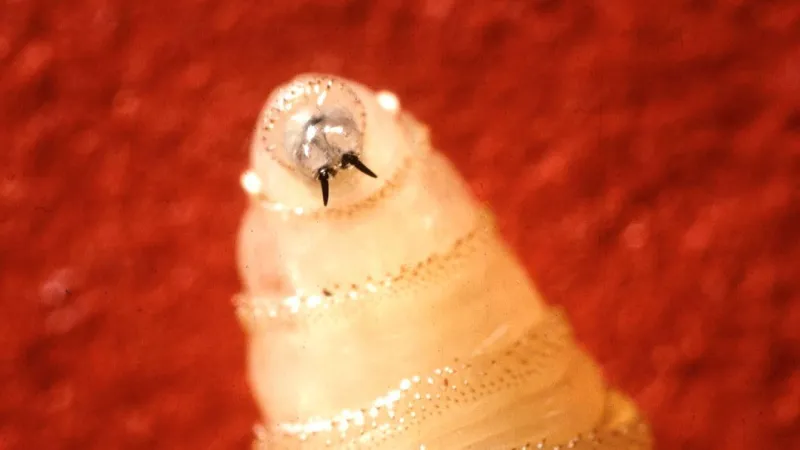 USDA confirms Texas goat found infected with New World Screwworm, animal contained