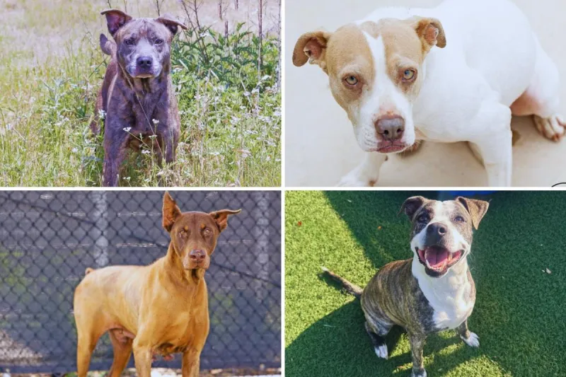 These Urgent Dogs at All Kind Animal Initiative Are Ready for a Second Chance