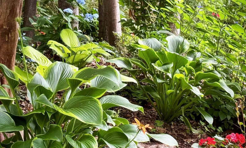 Giant Lone Star: A heavenly hosta
