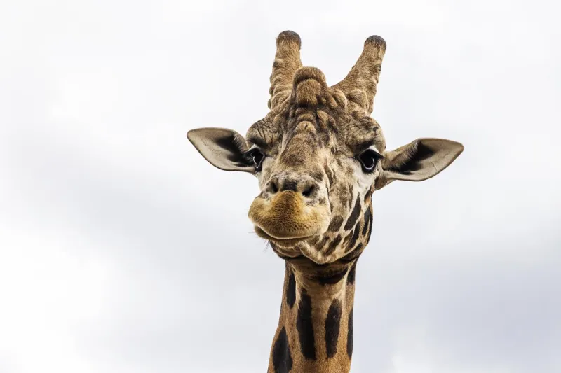 Missing Texas Giraffe Gracie Has Become the Funniest Thing on the Internet