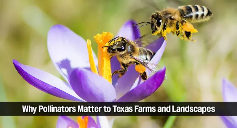 Highlighting Crucial Role of Pollinators for National Pollinator Week