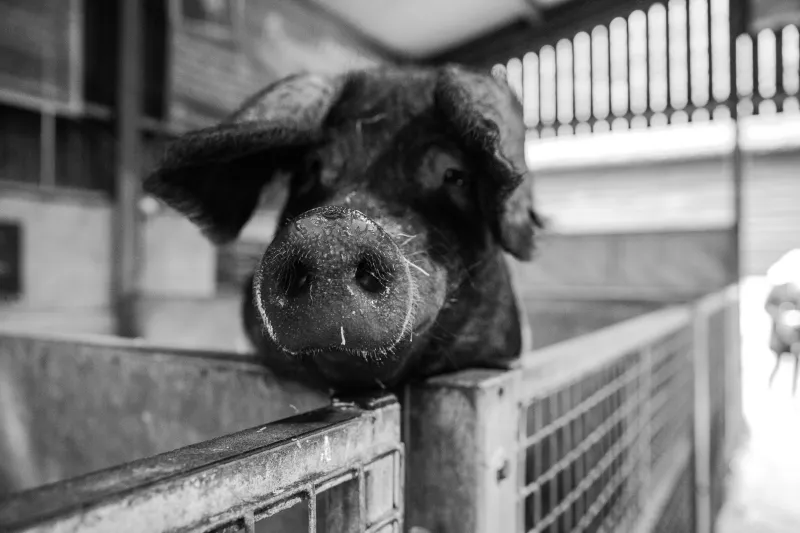 Heavier Hogs Lift Pork Output As Prices Slip