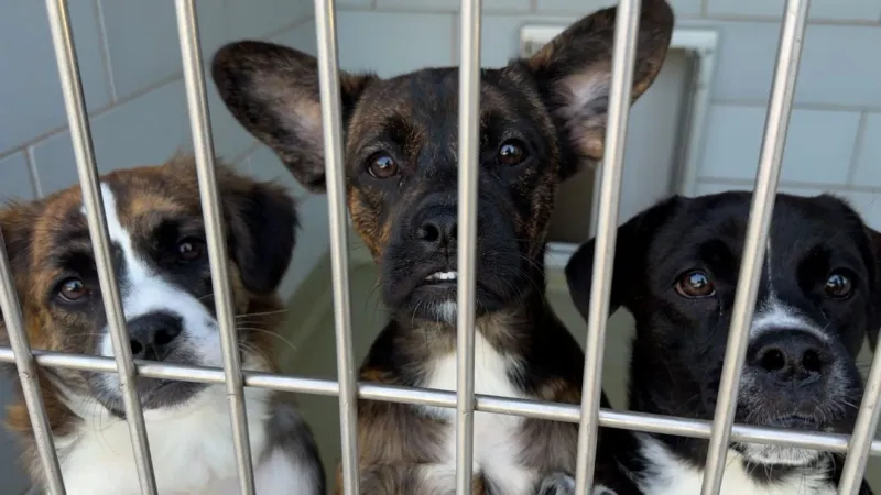 Fourth of July fireworks bring a surge in lost pets