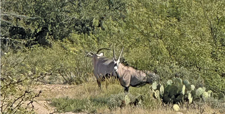 Scimitar Horned Oryx - U.S.A. Options