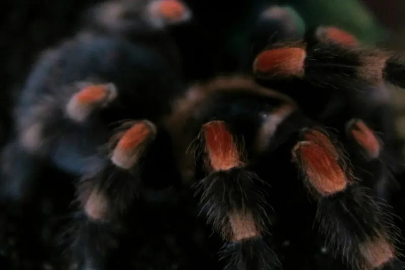 Arachnids Have Started Their Mating March Across Texas