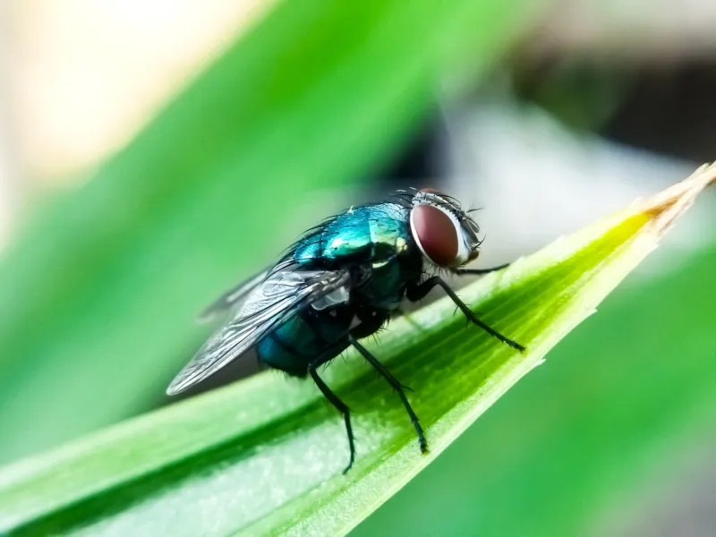 Texas Biomed teams up with UK-based biotech company to fight screwworm