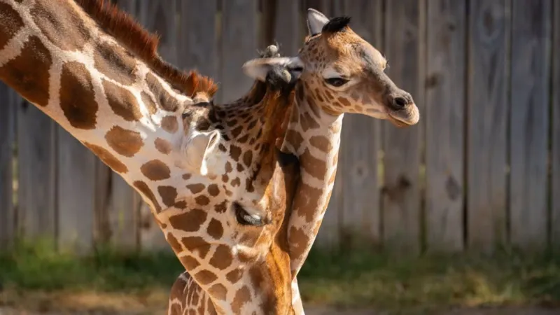 Abilene Zoo celebrates birth of third giraffe calf