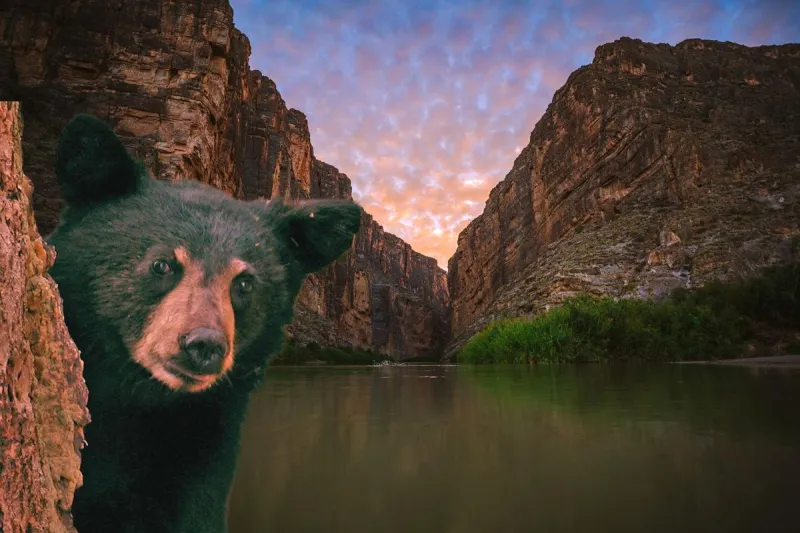 Texas Bears Rock Climbing? This Video Is Incredible