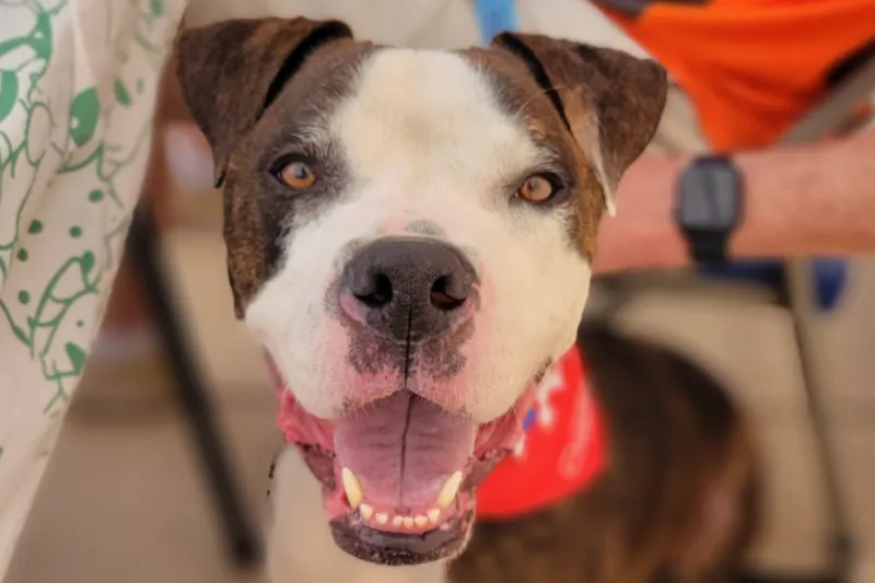 Calm Easygoing Roscoe Has Been Waiting At The PARC For A Home