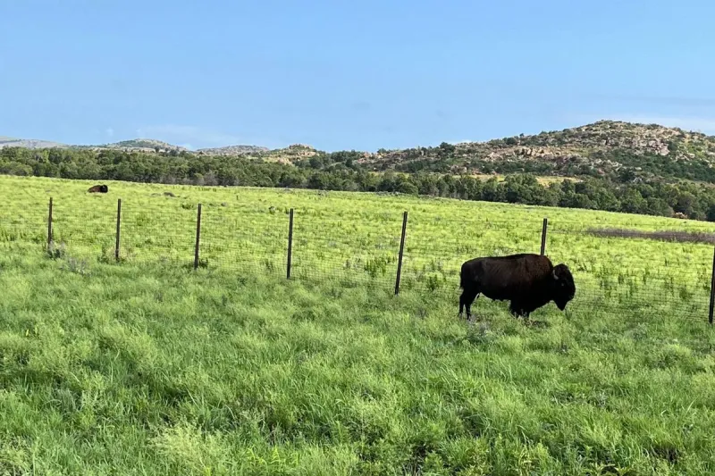 Oklahoma Has Wild Bison Too, And They Can Charge Without Warning