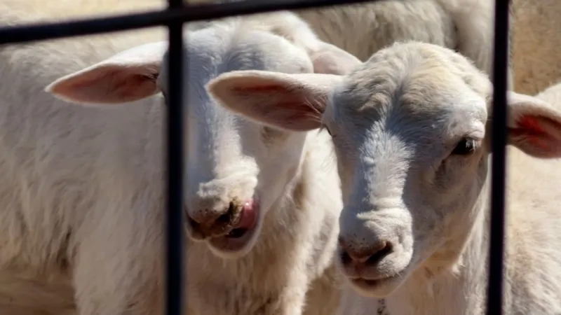 A flesh-eating parasite is spreading in Texas, local livestock producers feel the impact