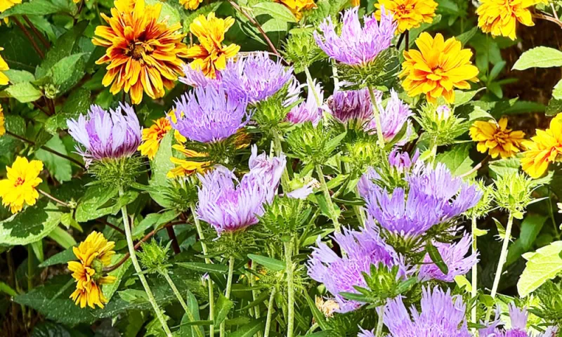 Forged in Fire heliopsis delivers in hot summer