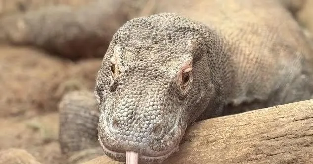 Construction to improve welfare for animals at Ellen Trout Zoo