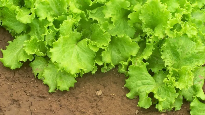 FDA Admits Mistake: False Positive In Taylor Farms Lettuce Parasite Outbreak
