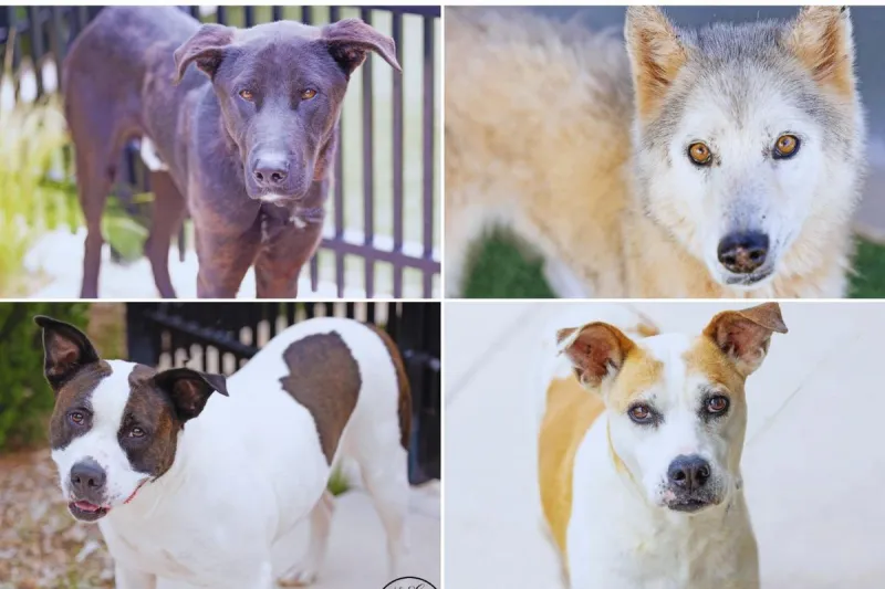 Meet This Week's Texas Dogs of the Week Looking for Forever Homes in Abilene
