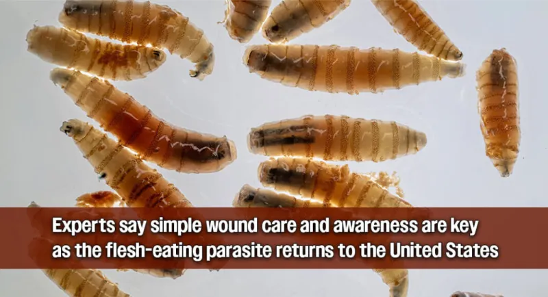 Beyond the Barn: What the Return of New World Screwworm Means for Human Health