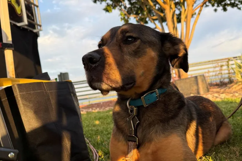 Deep East Texas Heat Is Pushing Past 100, Check on Your Pets