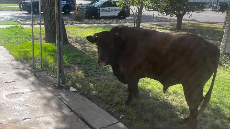 1,600-pound bull travels more than a mile through Amarillo after crash on I-40
