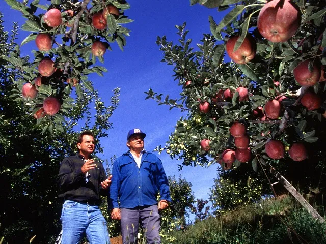 Fruit Growers Pair Heavy Treatment With Intensive Scouting