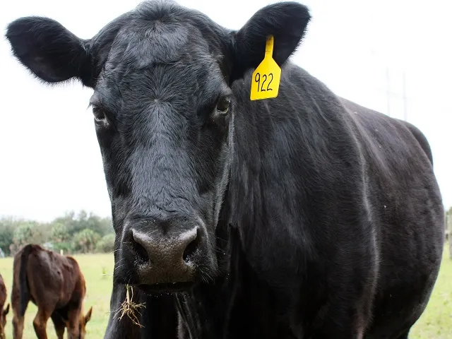 Cattle Markets Weaken Ahead Of Major USDA Reports