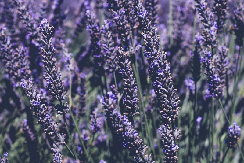 Spend a Sweet Summer Saturday in Canyon at the Lavender Festival