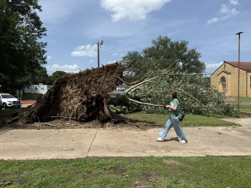 Broadway campus loses towering oak July 16