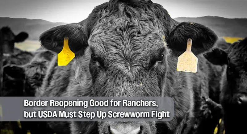 Texas Ag Commissioner Praises Cattle Import Reopening, Warns Screwworm Fight Isn't Over