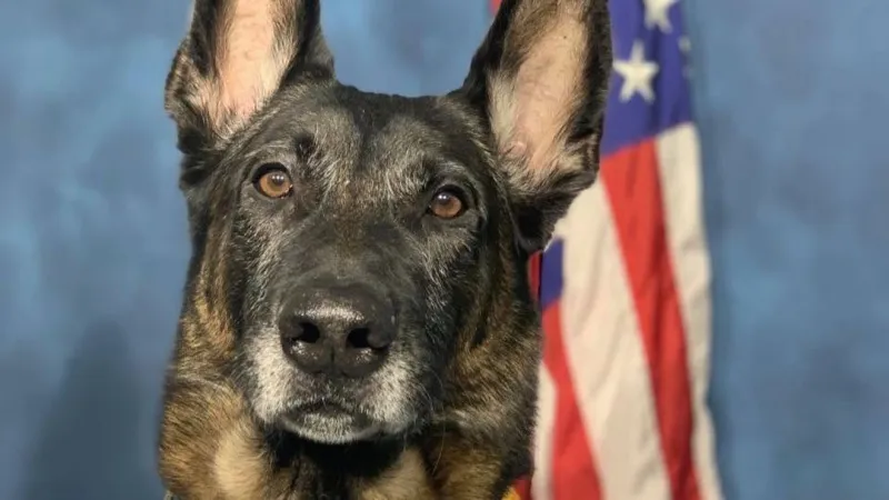 REST EASY: Retired Abilene police K-9 Barco dies