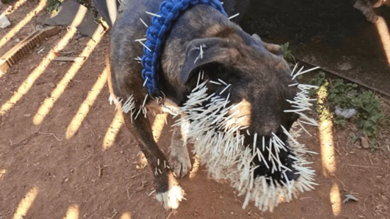 Community saves dog from porcupine quills