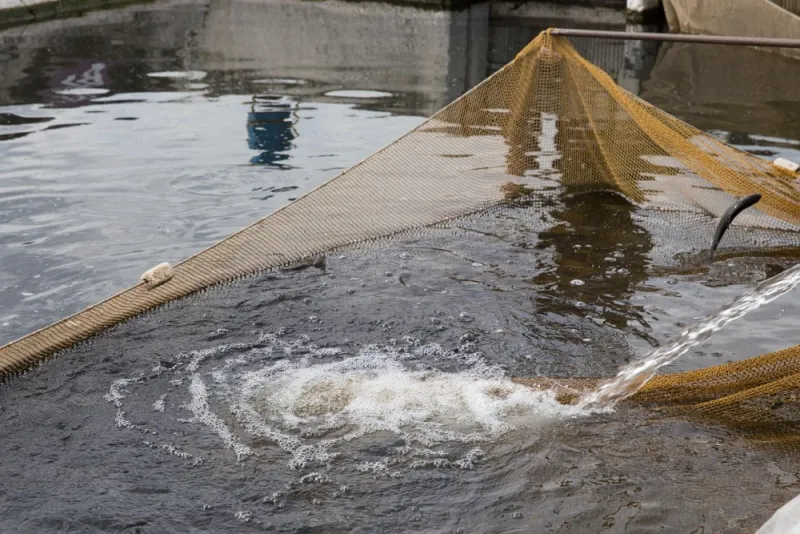 Catfish Farms Shift Ponds Toward Rebuilding Future Supplies