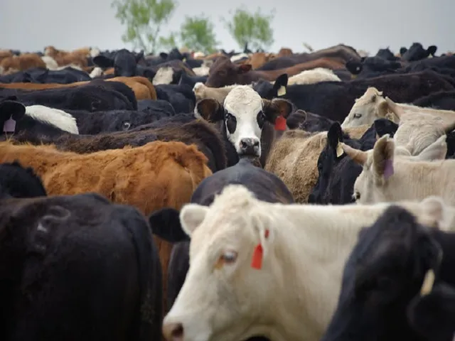 Dry Pastures Continue Limiting U.S. Cattle Herd Expansion