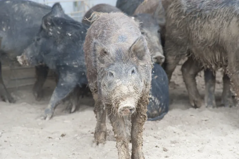 USDA Offers Funding To Fight Feral Swine Damage