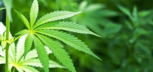 NAVASOTA POLICE FIND OVER 25 POUNDS OF MARIJUANA DURING TRAFFIC STOP