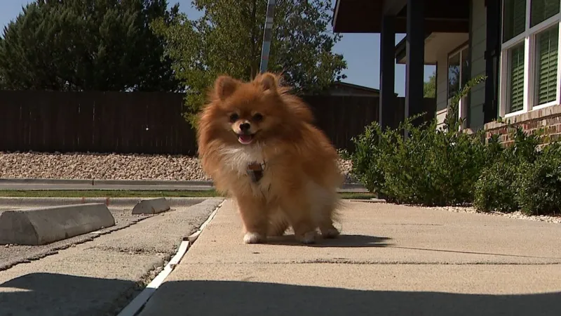 Walking your dog in this heat? Here's what owners want you to know