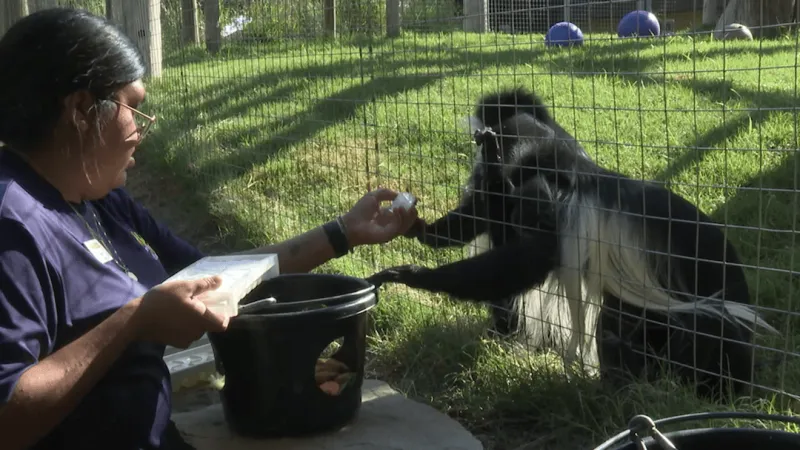 Abilene Zoo works to protect animals from extreme heat