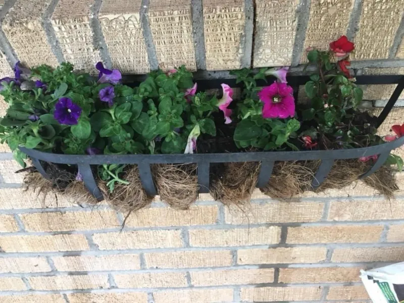 Amarillo's Heat Wave Is Stressing Your Plants-Here's How to Help