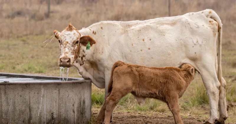 How to prevent heat stress in cattle