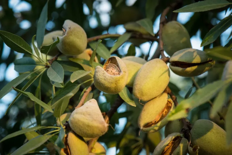 China Almond Growth Offers Conditional U.S. Export Opportunity