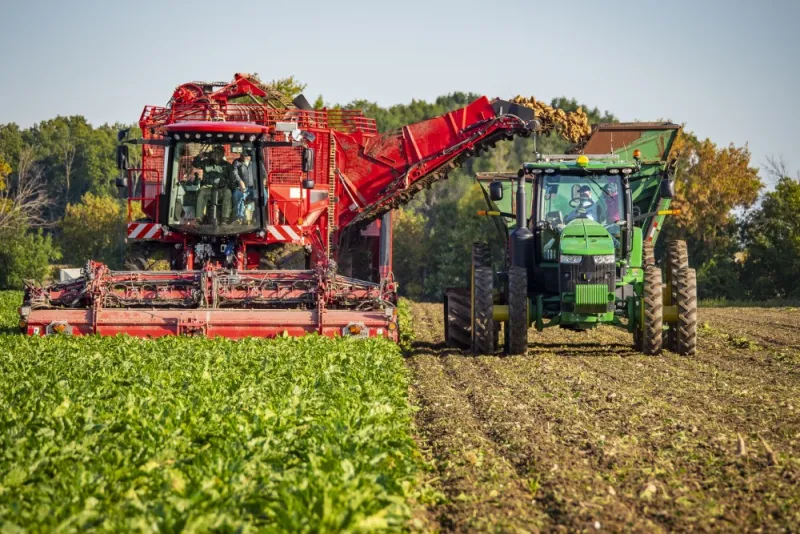 Sugar Demand Holds Firm As Long-Term Risks Build