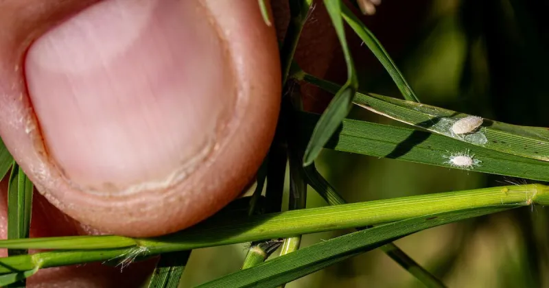 Pasture mealybug raises alarm for Texas livestock producers